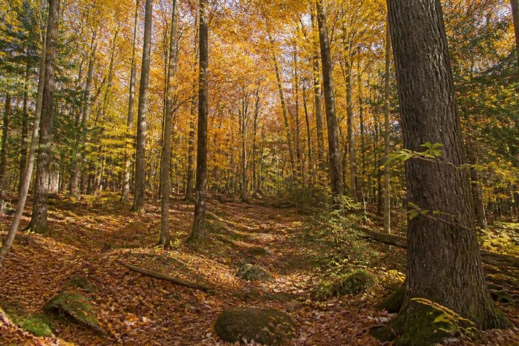 Parcelle de bois : un atout patrimonial aux limites à connaître