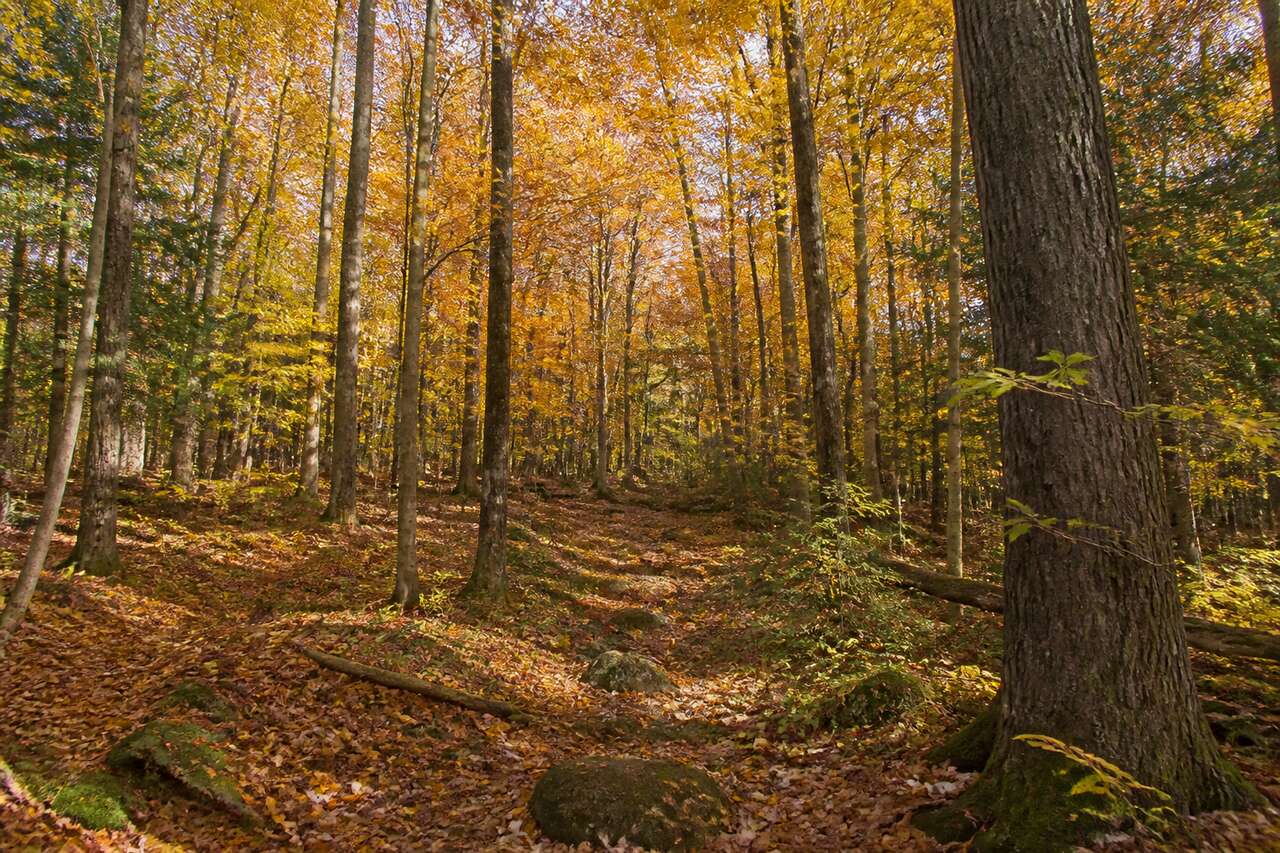 Parcelle de bois : un atout patrimonial aux limites à connaître