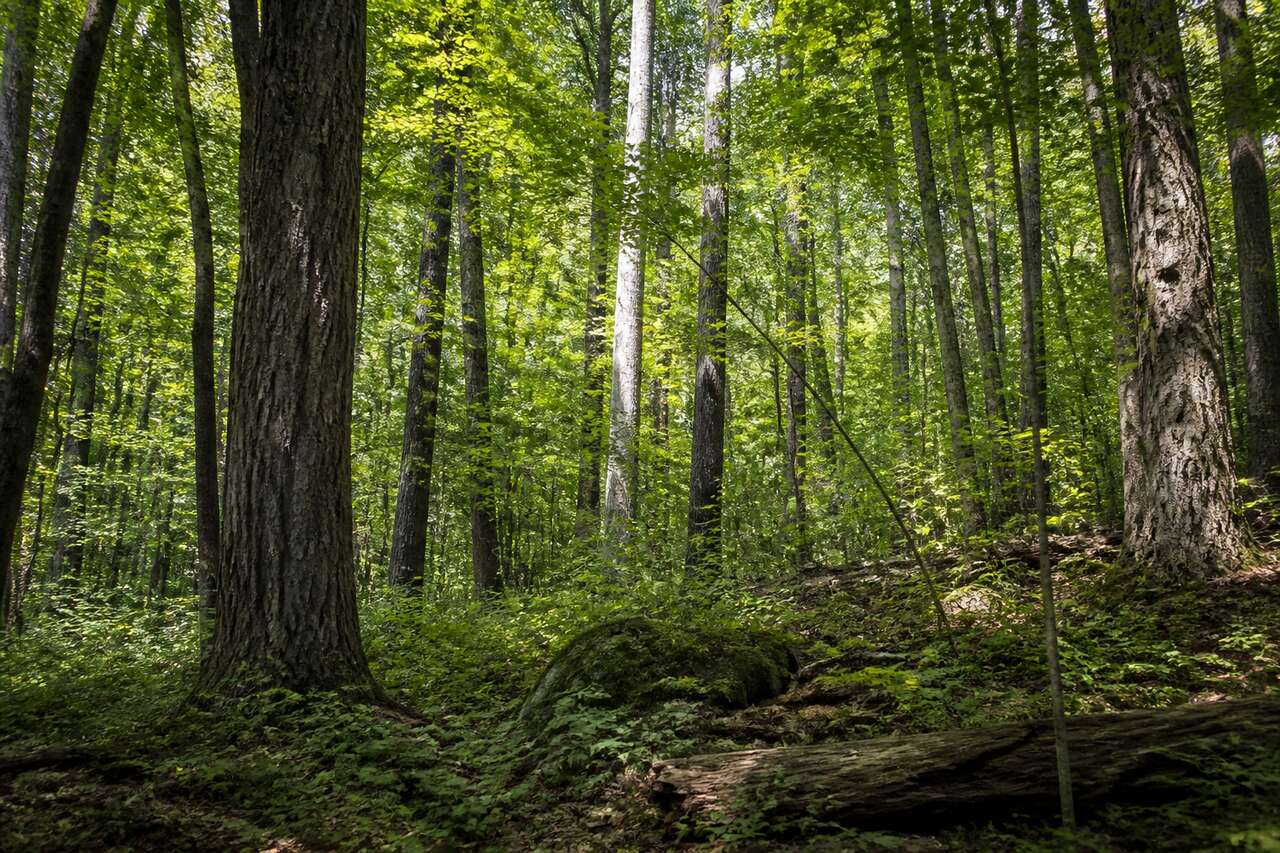 Parcelle de bois: ce que vous achetez vraiment